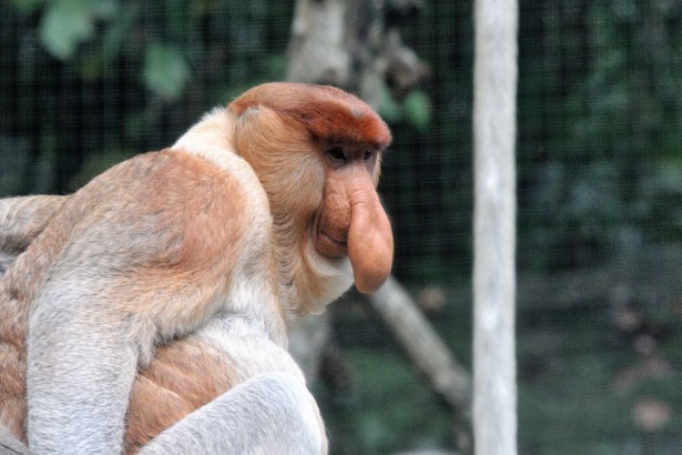 164-sing-zoo-web