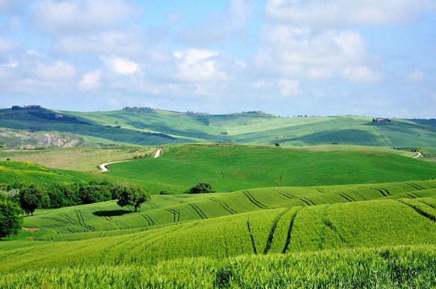 Green grass background