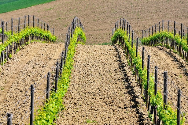 Top view of the vineyards