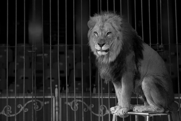 UAnimals_3