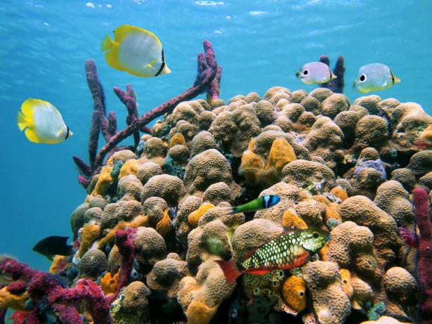 11782860 - colorful tropical fish in a coral reef with water surface in background, caribbean sea