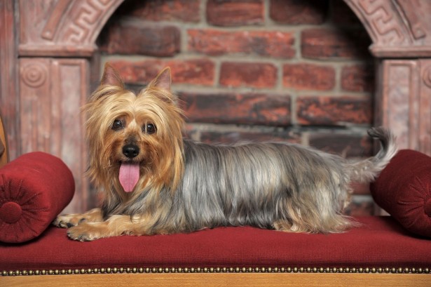 silky terrier