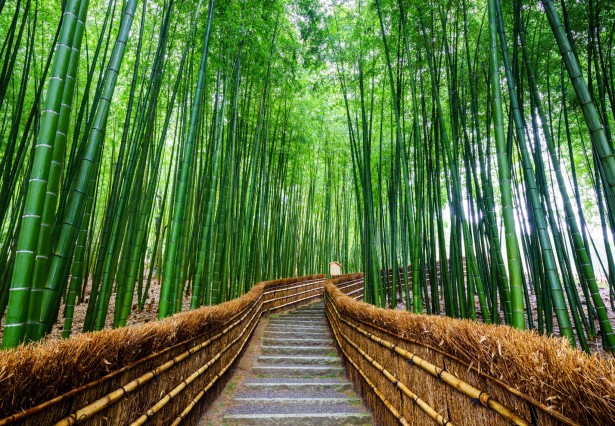 45232239 - path to bamboo forest, arashiyama, kyoto, japan