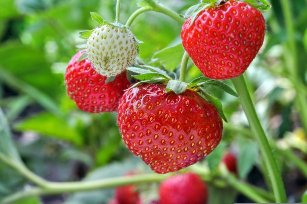 close-up of the ripe strawberry in the garden