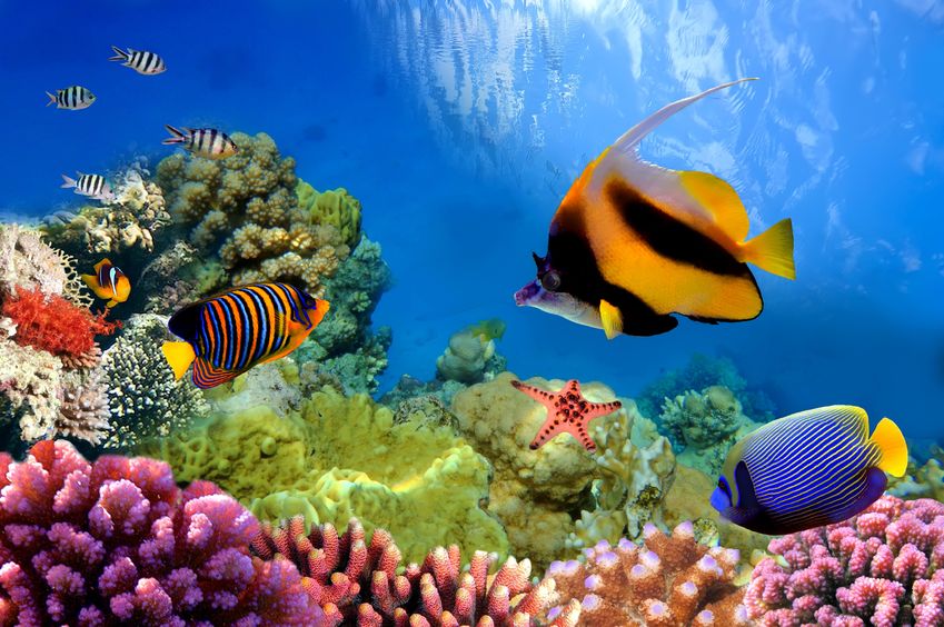 9429356 - marine life on the coral reef