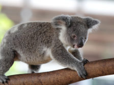 коала фото