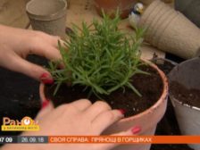 пряні трави на підвіконні