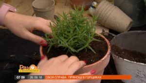 пряні трави на підвіконні