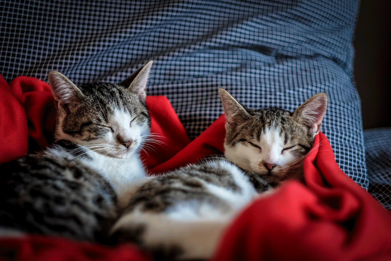 котики сплять фото