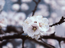 квіти