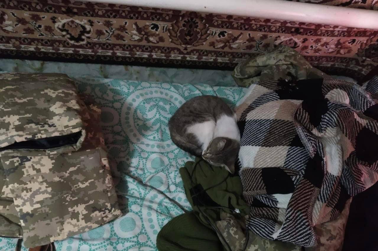 врятований кіт