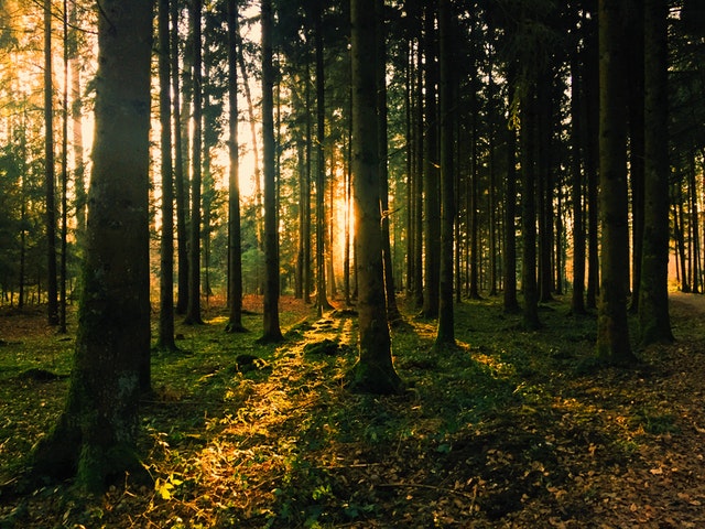 ліс
