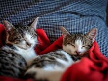 коти