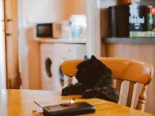 ProPlan котячий корм